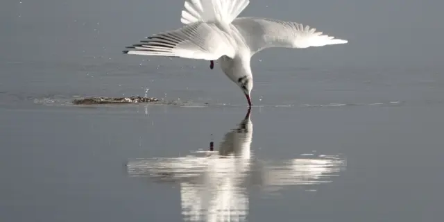 Un goéland avec les ailes déployées vole au-dessus de l'eau