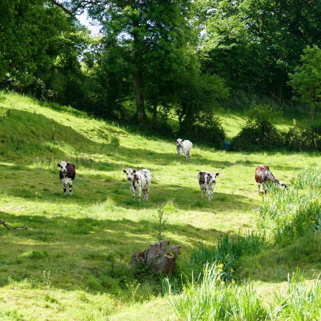 Bocage De Coutances Mer Et Bocage