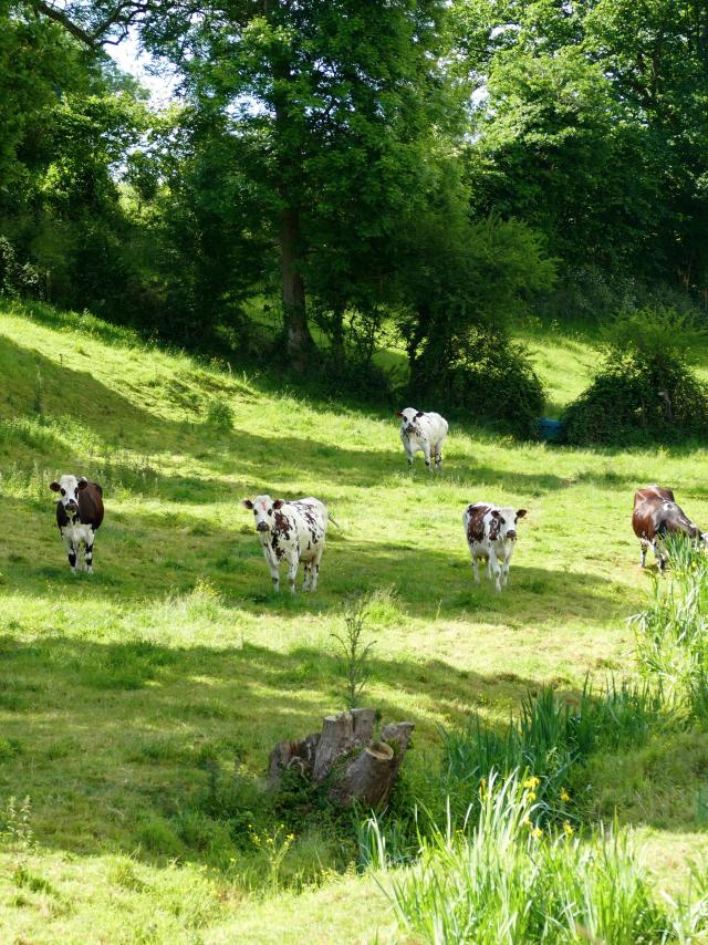 Bocage De Coutances Mer Et Bocage
