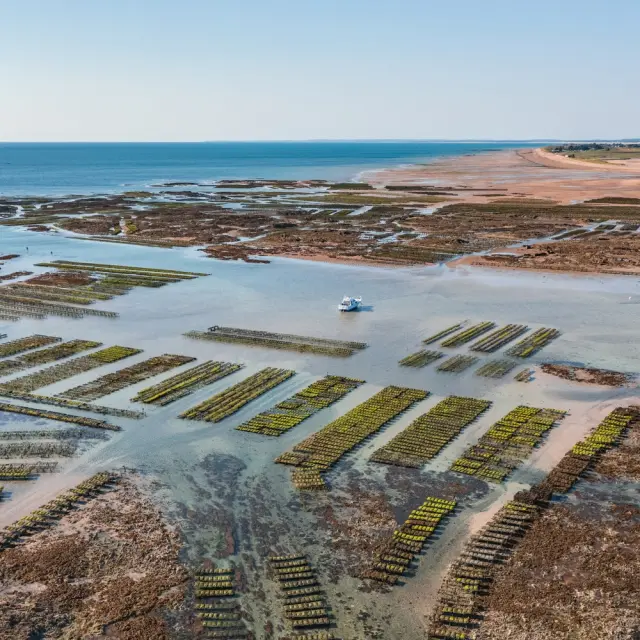 Seaweed farms by the sea with a boat in the distance