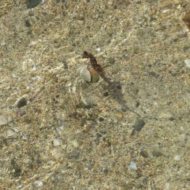 Hippocampe à museau court à la pointe d'AGon