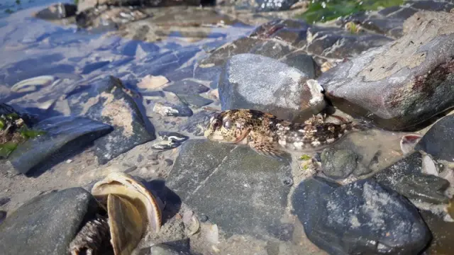 Voiliers amarrés près de rochers et d’une plage de galets au crépuscule