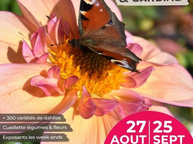 Affiche Festival Dahlias