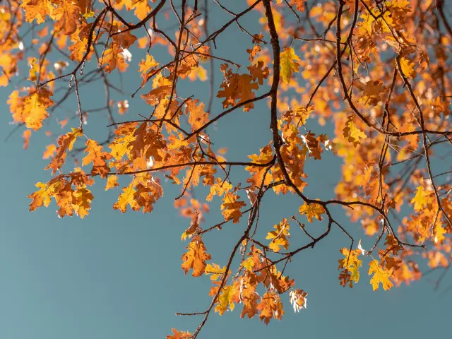 Tree branches with orange and golden leaves