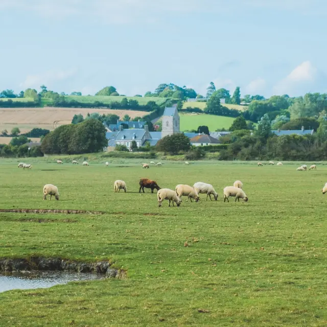 Moutons de pré salé dans le havre de Regnéville sur mer