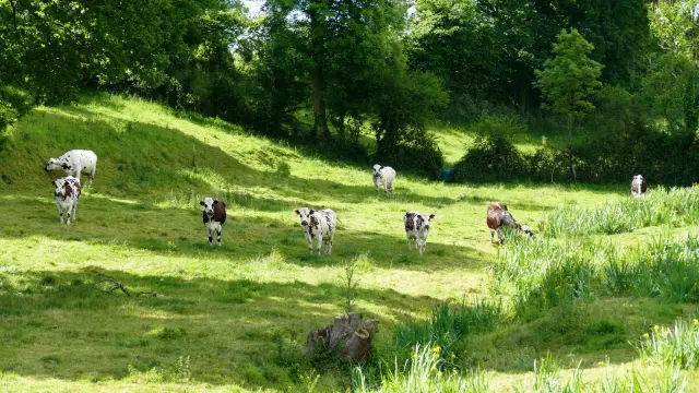 Un groupe de vaches en pâturage dans un champ vert dans le bocage