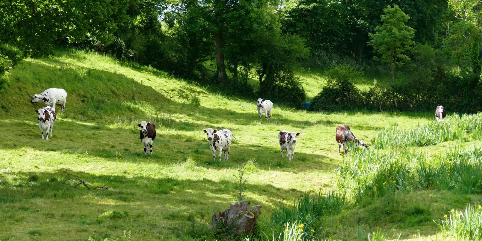 Quatre chevaux de différentes couleurs broutant dans une prairie