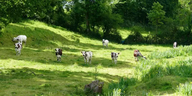 Un groupe de vaches en pâturage dans un champ vert dans le bocage