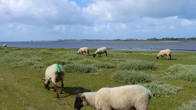 Moutons de pré salé dans le havre de Regnéville
