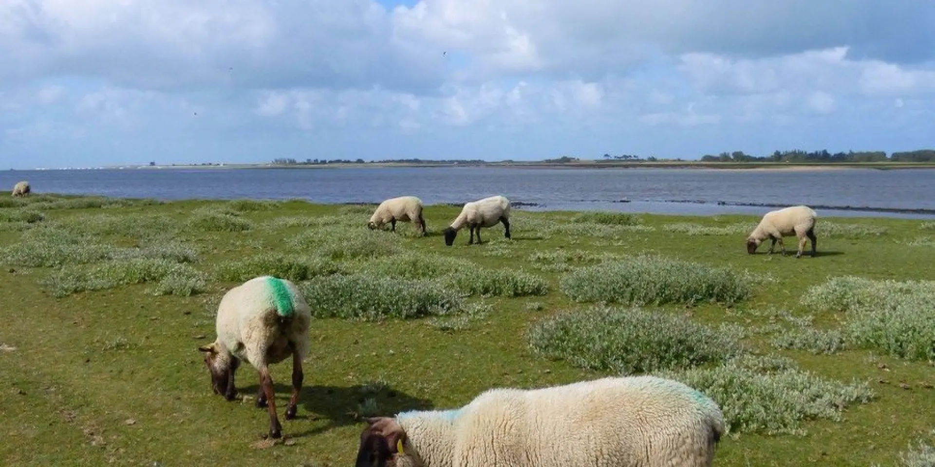 Moutons de pré salé dans le havre de Regnéville