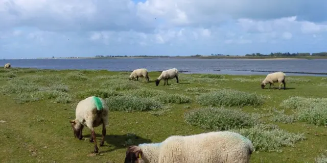 Moutons de pré salé dans le havre de Regnéville