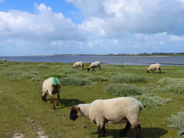 Moutons de pré salé dans le havre de Regnéville