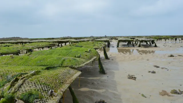 Parcs à huîtres