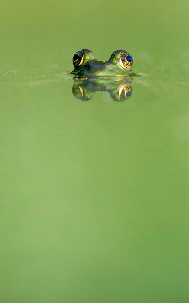 Grenouille Sortie Avril