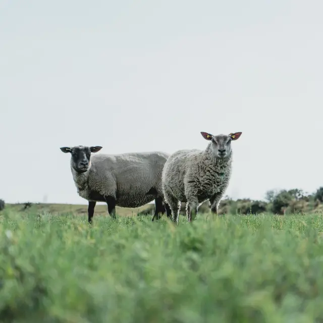 Two sheep standing in a green field