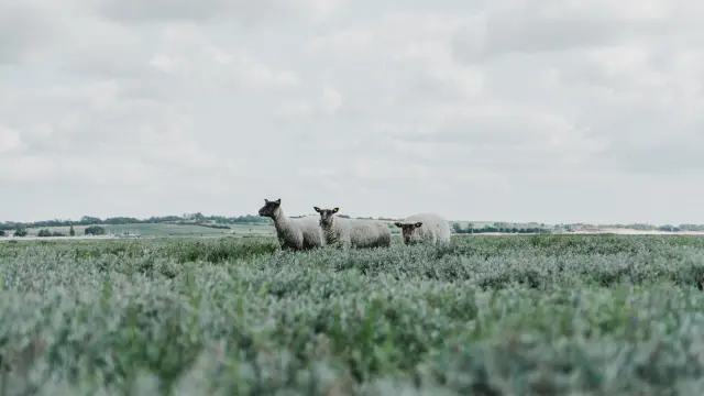 Three sheep in a green field under a cloudy sky