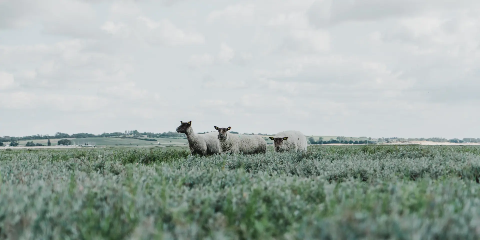 Three sheep in a green field under a cloudy sky