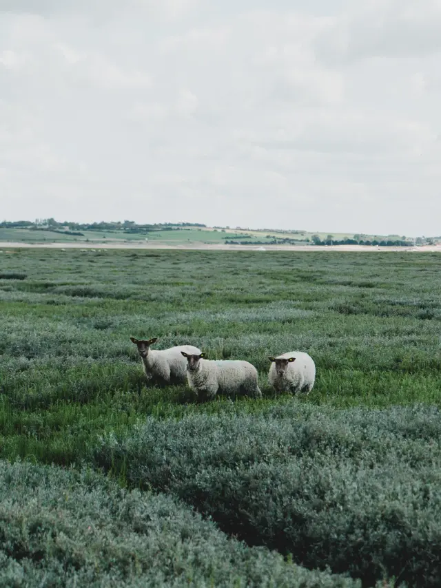 Three white sheep grazing in a grassy field