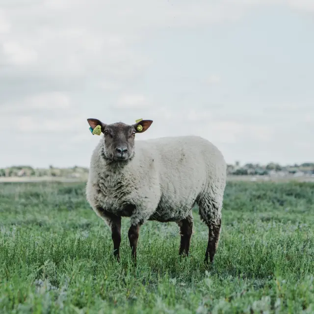 A sheep with yellow marks on its ears, standing in a green field