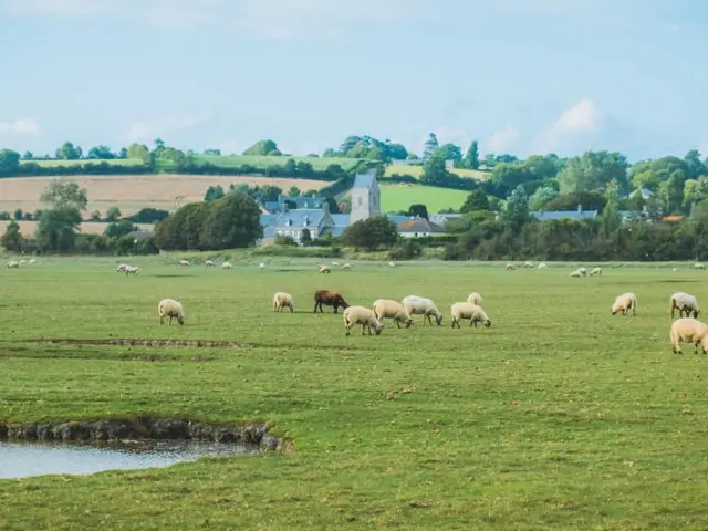 Moutons de pré salé à Regnéville sur mer dans le havre