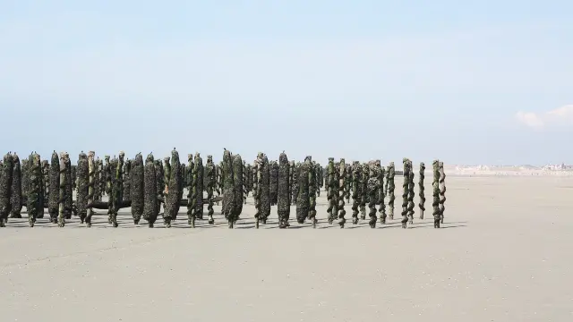 Bouchots à marée basse