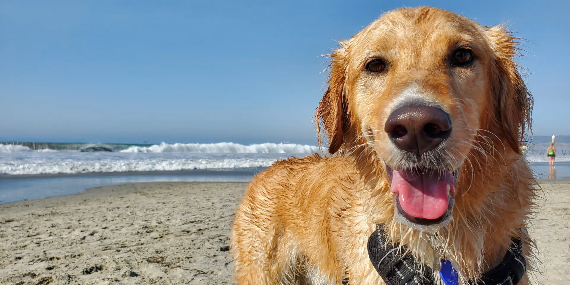 Un chien golden retriever souriant sur une plage de sable avec l'océan en arrière-plan