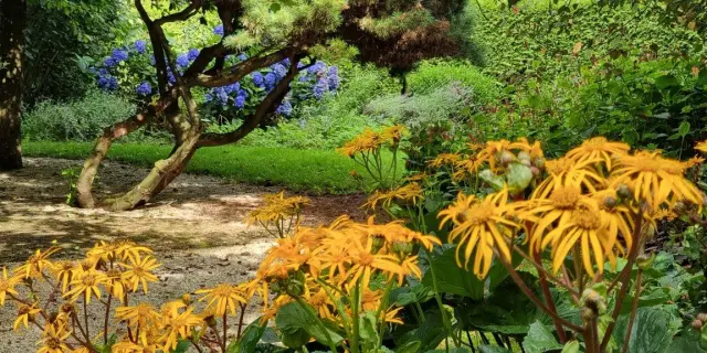Beds of yellow and purple flowers along a forest path