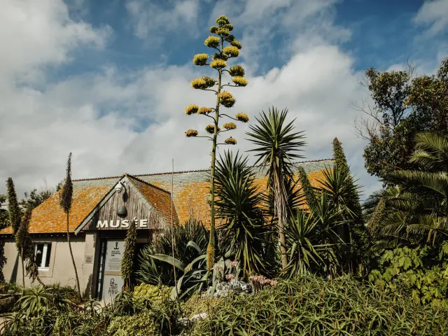 Wooden beach house with a 'Musée' sign in front, surrounded by palm trees and tropical vegetation
