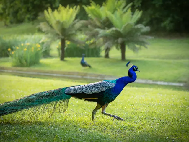Zwei Pfauen spazieren in einem grünen Park