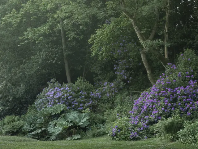 Lila blüten im garten mit bäumen im hintergrund