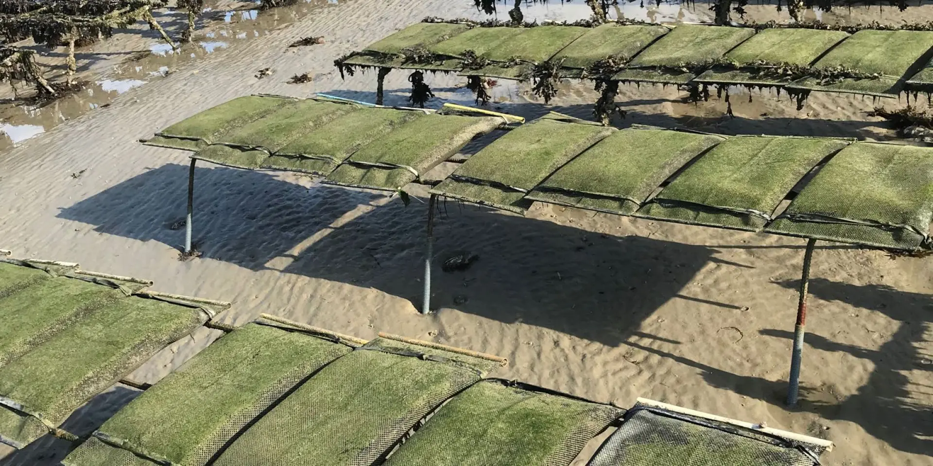 Parcs à huîtres