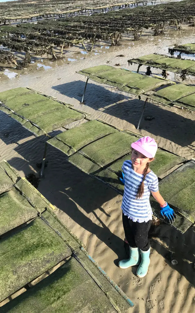 Les parcs à huîtres