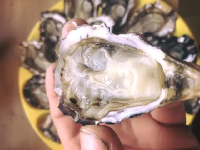 Huîtres fraîches sur un plateau jaune