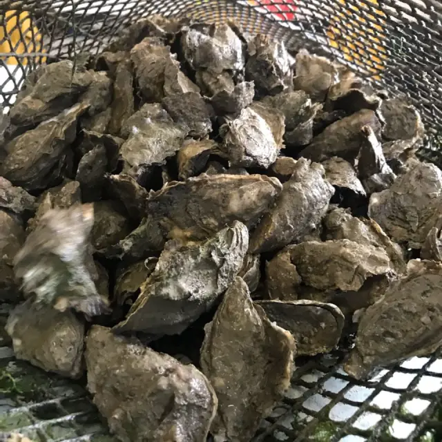 Une poche d'huîtres