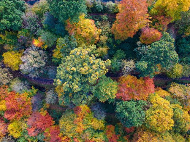 Lautomne Au Bois Des Vignettes