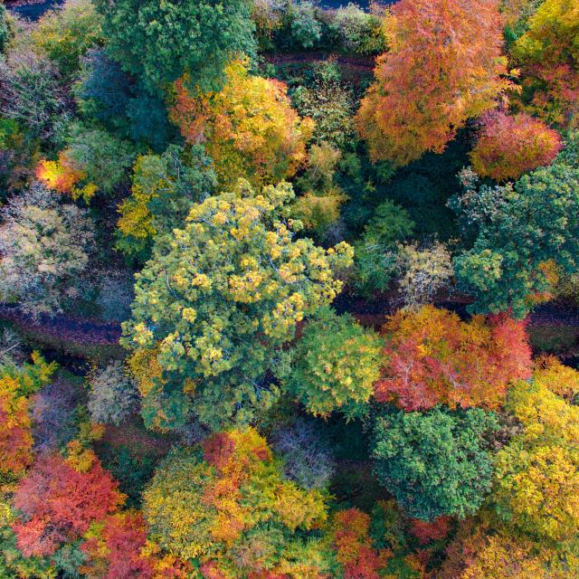 Lautomne Au Bois Des Vignettes
