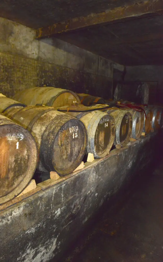 Oak barrels lined up in a dark wine cellar