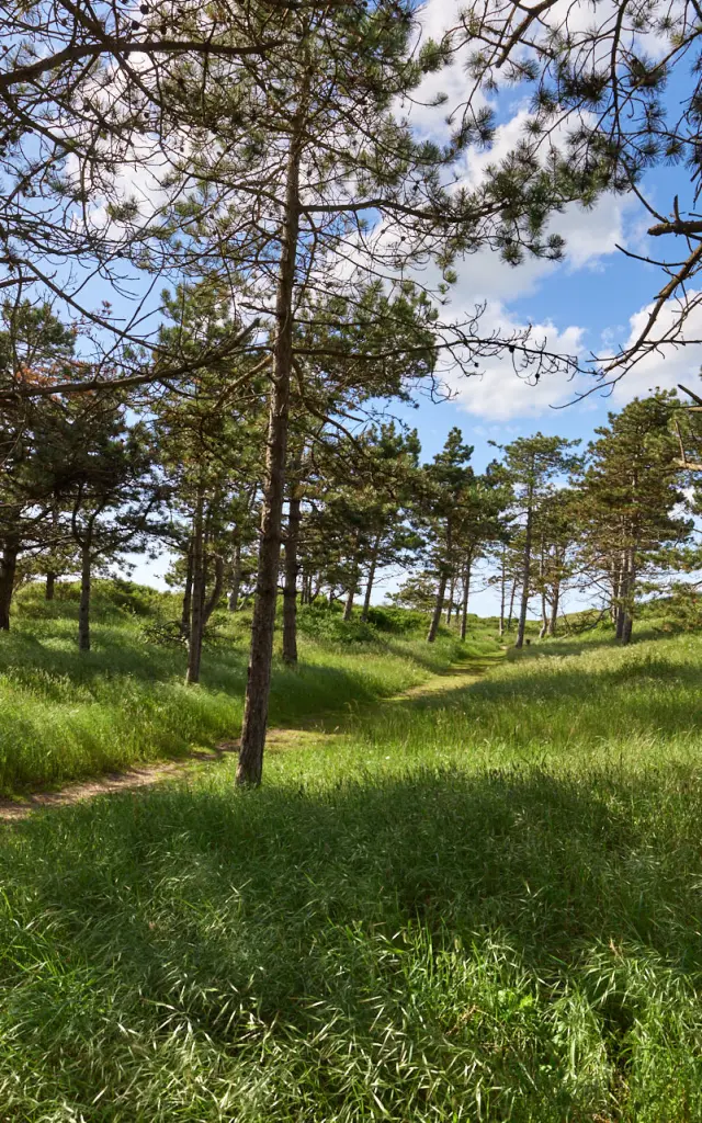 Sentier sous les pins à la pointe d'Agon