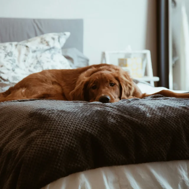 Chambres Dhotes Qui Acceptent Les Chiens