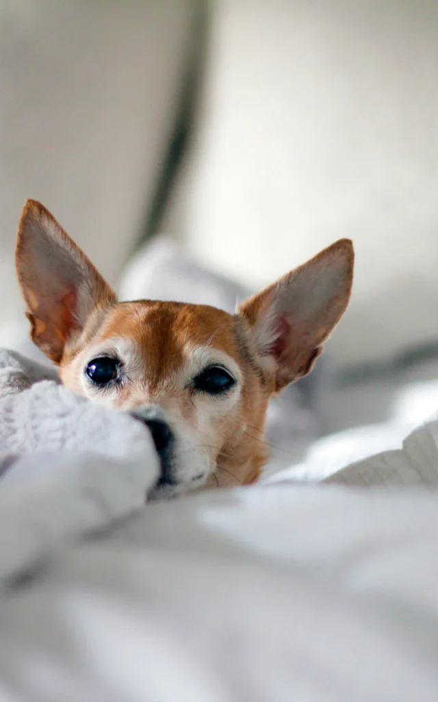 Hotels Qui Acceptent Les Chiens