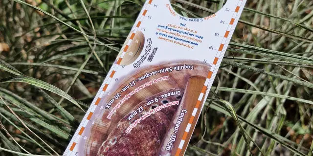 Règlette d'identification des coquillages