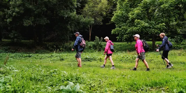 Quatre personnes marchant dans un espace boisé : randonnée