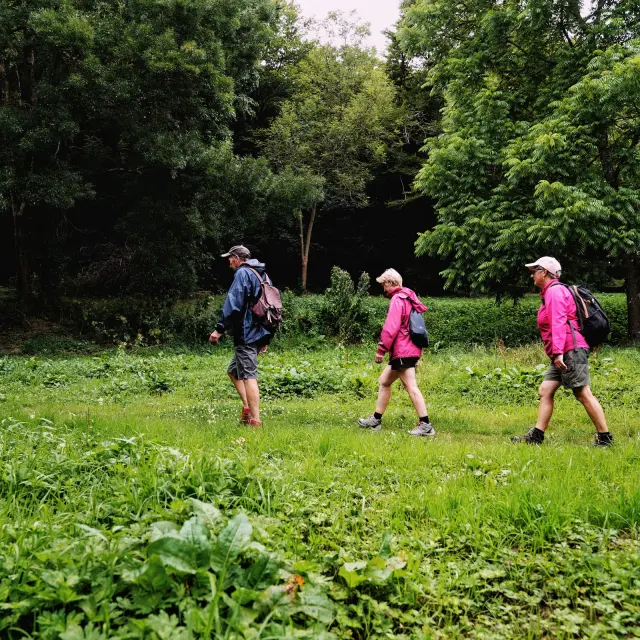 Quatre personnes marchant dans un espace boisé : randonnée