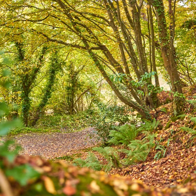 Bois Des Vignettes Automne Coutances