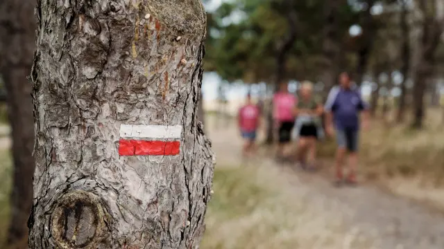 Rotes und weißes Stoppschild an einem Baum in einem Park