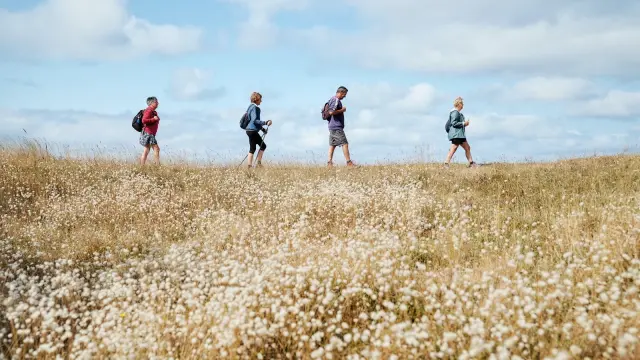Quatre coureurs en tenue de sport traversant un champ de coquelicots sous un ciel bleu