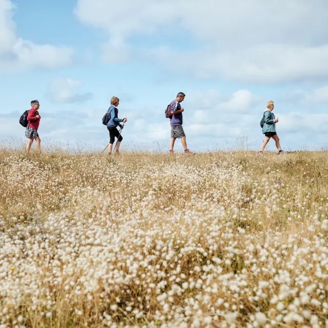 Vier Personen gehen durch ein Feld mit Wildblumen