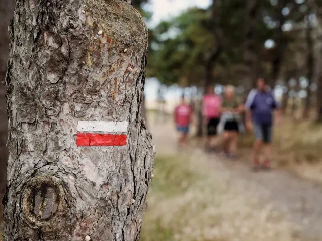 Tree with red and white hiking markers