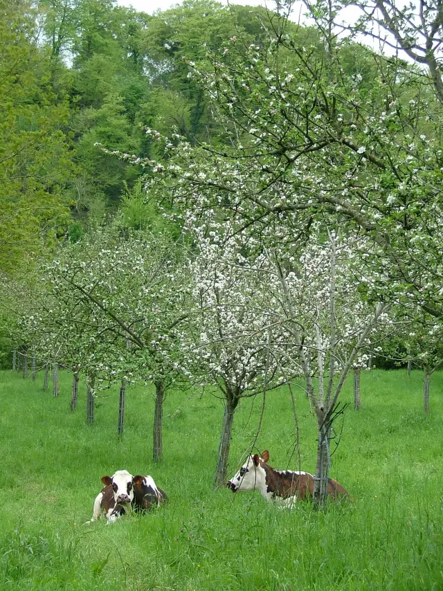 Deux vaches couchées dans un champ d'herbe verte avec des arbres en fleurs dans le bocage