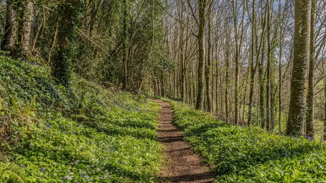 Sentier de terre sinueux dans une forêt printanière